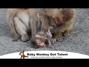 Heartwarming! Baby Monkey in Danger - Dramatic Rescue! / monpai monyet snow monkey
