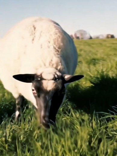 Shaun the Sheep: Real-Life Adventures and Trends