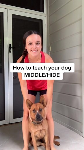 how to teach your dog middle 🐶 #dogtraining #dogtricks101 #dogtricks