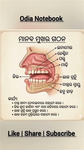 Structure of Human Mouth #science #biology #mouth