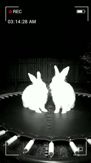 Rabbits Jumping on Trampoline Until It Breaks