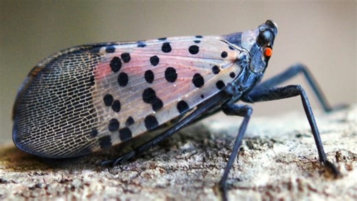 Ohio quarantines entire state for spotted lanternfly. What that means