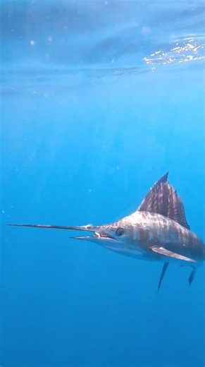 🔥 BROOME BILLFISH COMPS – SAVE THE DATES 2026 🔥 Two Comps, Next-Level Fishing, Broome is Calling! 🎣 BROOME BILLFISH CLASSIC: 23–27 July 2026 Briefing Night: 23 July Fattys Day: 24 July Fishing: 25-26 July Half Day Presentations: 27 July 🐟 BROOME MARLIN CUP: 3–7 September 2026 Briefing Night: 3 Sept Fishing: 5 & 6 Sept Presentations: 7 Sept 2025 STATS THAT SPEAK FOR THEMSELVES: Billfish Classic – with just 21 boats: 💥 2,082 raised 💥 1,488 hooked 💥 1,079 free-released Broome well and truly 