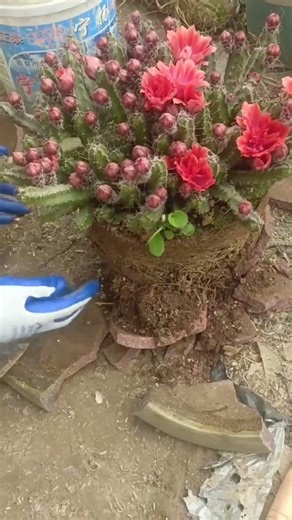 How to Repot a Cactus (Without Getting Pricked!) 🌵