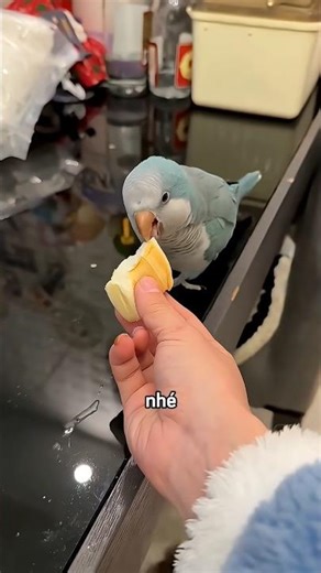 Chị gái phân phát bánh mì cho các con yêu #shorts