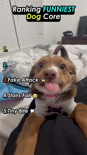 Top 5 Funniest Dog Moments on the Internet 💀🏆