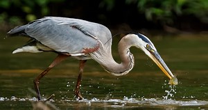Great Blue Heron Sounds, All About Birds, Cornell Lab of Ornithology