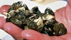 How could one little mussel cause such alarm?