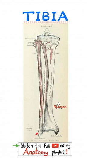 Anatomy of the Tibia - Anatomy of the Lower Limbs...#doctor #nurse #anatomy #physiology #biology #surgery #neuroscience #neuroanatomy #usmlestep1 #mbbs #medicalassistant #MedicalEducation #premed #dentist #medical #doctor #USMLE #NCLEX #pharmacy #nurselife #nurse #paramedic #biochemistry #chemistry #education #science #mcat #pharmacist #physics #doctors #anatomy #nephrology #physiology #health #pathology #physician #bone #orthopedia #orthopaedic #diet #gym #fitness | Medicosis Perfectionalis