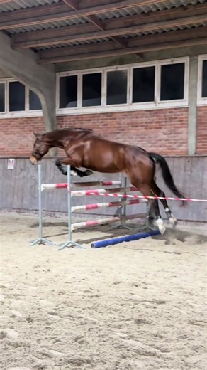 Free jumping🐎 #showjumping #eventing #equestrian #horses #freejumping