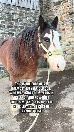 The Journey of a Resilient Cob: From Abuse to Trust