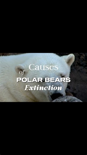 Did you know the causes of polar bears extinction ?🐻‍❄️🌍
