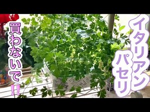 Italian parsley is best grown hydroponically! Mika's Tupperware Growing Guide