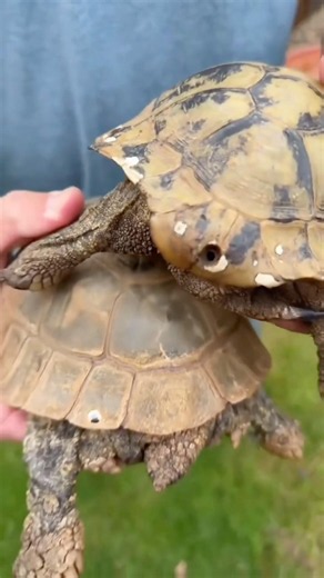 Why You Should NEVER Drill Holes In A Turtle’s Shell! #goodtoknow #vet #medicine #funfacts #lifehack