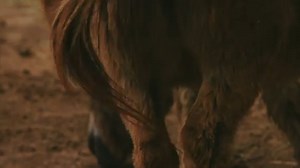 Happy National Donkey Day!  Here at the Long Island Game Farm, many...