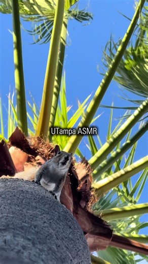ASMR at UTampa. Turn up the volume. In the calm between classes, UTampa students find the focus to learn, create and prepare for what’s next. #fyp #utampa #tampa #asmr