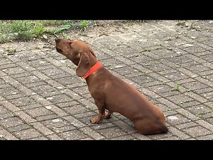 18-Month, Red Smooth-Haired Cute Dachshund Howls Sweetly; Howling Dog | heulender Dackel / Teckel
