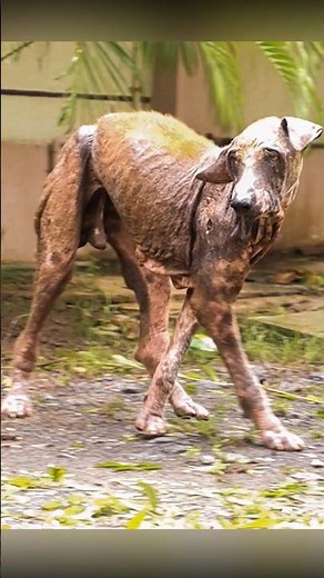Recuperation of a dog with a hematoma, wounds filled with maggots, and severe skin disease