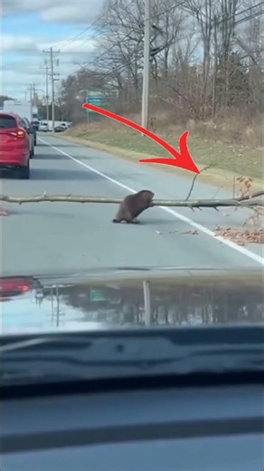 Cute little beaver crossing the street #animals #beaver #cute