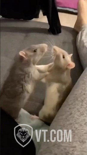 Rat Fight Breaks Out Over Cheese!🐭🥊🧀