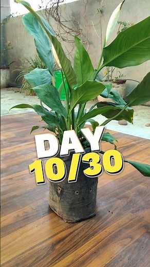 Transplanting a Peace Lily? 🌿 Here's how to do it right for a healthier, thriving plant! #PeaceLily