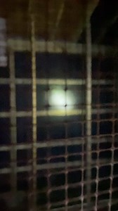 Some of our hand raised big brown and eastern red bats getting some much needed exercise in our outdoor flight enclosure. We have a few adult and mother bats with their juvenile pups to help encourage and teach our hand raised pups how to be a bat. This is where they begin their journey toward independence from their human caretakers and start socializing with many other bats in preparation for release. #pabatconservationandrehabilitation #pabatconandrehab #easternredbat #bigbrownbat #lasiurusbo