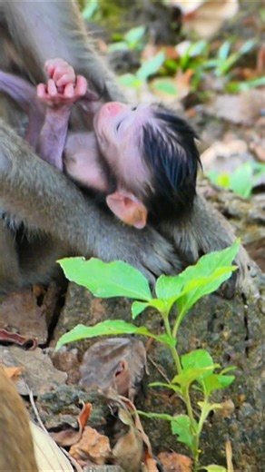 A Newborn’s Heartwarming Care From Mommy's Loving Hands | Alien TV