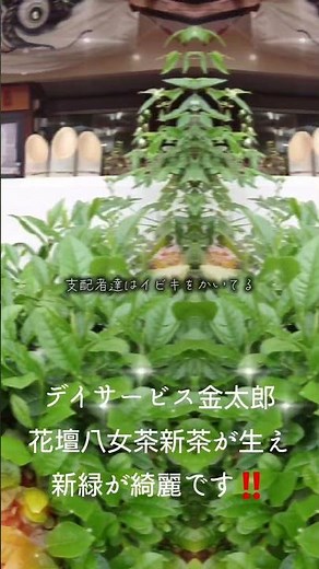八女市黒木町デイサービス金太郎花壇の八女茶新茶がいっぱい生えて来た〜新緑美しい(^O^)‼️。皆様八女市新茶が採れてますよ〜買いにお寄り下さい‼️。