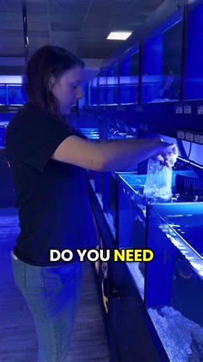 At Aquatic Reef Design, we do not recommend drip acclimation for new fish. In the long run, it can cause ammonia to spike in the bag and create unnecessary stress. Instead, we focus on a safer, less stressful acclimation method to give your fish the best possible start in their new home. 🐠 Healthy fish start with proper care from day one. #AquaticReefDesign #OcalaReef #ReefSafe #FishCare #SaltwaterFish