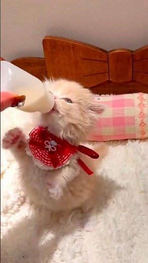 Cute Kitten Drinking Milk 🥛🐱 | The Sweetest Cat Moment Ever! ❤️ #shorts