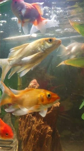 The Most Satisfying Fish Video