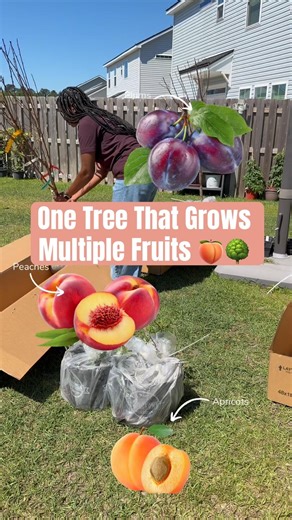 One Tree That Grows Multiple Fruits 🍑🌳| fruit cocktail tree #stonefruit #fruittrees