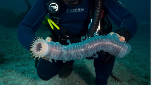 10 Ocean Killers: Deadliest Creatures To Avoid At All Costs - Pets - Nairaland