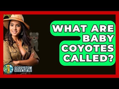 What Are Baby Coyotes Called? - Ecosystem Essentials