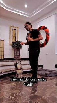 Tutorial del comando: Roll 🐶 #perros #miradacanina #adiestramientocanino #mascotas