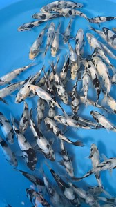 1.6K views · 101 reactions | Omosako Koi Farm - LIMITED AVAILABLE - Tosai HQ Shiro Utsuri 14-18 cm 9 PM JST / 1 PM CET available on our website! #koi #koifish #koipond #nishikigoi #koicarp #koifishpond #koifarm #japan #ornafish #koilover #instagramkoi #japanesekoi #koikichi #koilovers #koishow #goldfishpond #koiponds #kois #錦鯉 #koiimport #japankoi #B2B #鯉 #koijapan #export #niigata #carp #tradeonly #tranship #worldwide | Ornafish Japan Co.,Ltd | Facebook