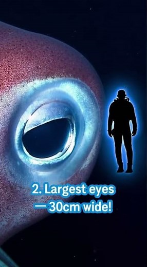 The Science Behind the Colossal Squid's 30cm Eyes