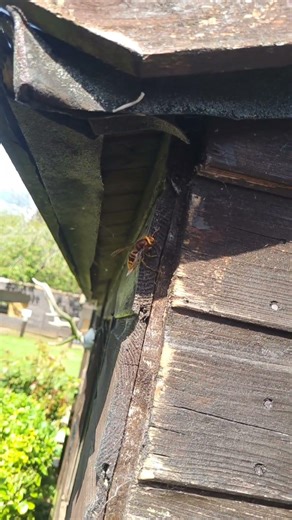 EUROPEAN HORNET (SLOW-MOTION!)