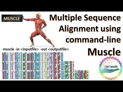 Multiple Sequence Alignment using MUSCLE