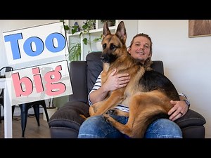 Living with a German Shepherd in an apartment | living in an apartment with a dog