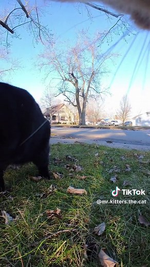 Playful Cat's Solo Adventure at Home