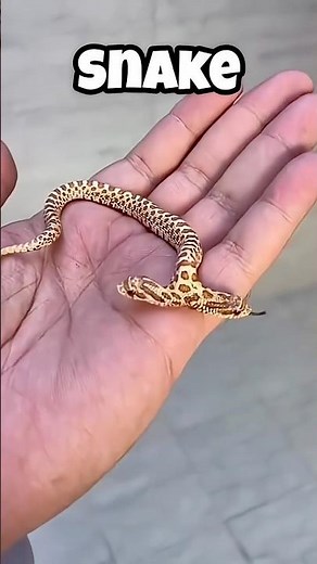 Two-Headed Animals You’ve Never Seen Before! 🐍😱#youtubeshorts #facts #shortsvideo #shorts