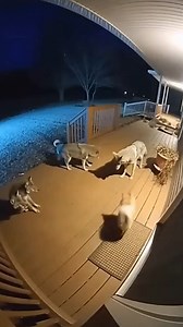 152K views · 207 reactions | Fearless Dog vs Coyote Pack Scottsdale,...