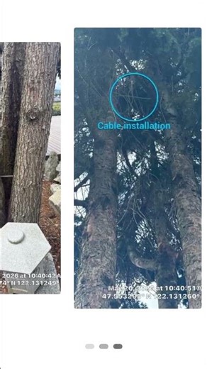 Structural Tree Cabling and Bracing Installation in Bellevue, WA