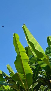 10K views · 188 reactions | vivo x200 ultra video quality check 勞 | Didar Tutorial | Facebook