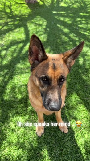 Training Dogs to Dance: A Fun Moment!