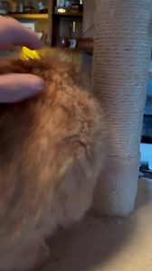 Knyght—Gaheris—Gawain Watch till the very end so that you can see the little munchkin Gawain.￼ | Merlin's Hope: Ragdoll Rescue