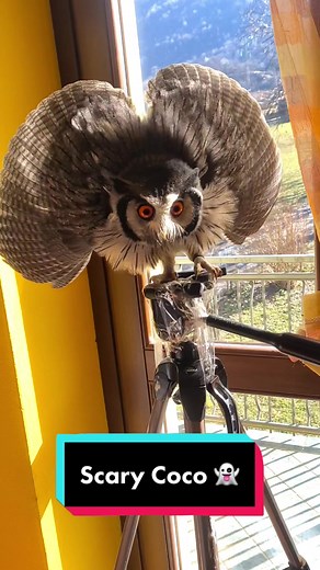 Scops Owl Tube Interaction | Owl Love | Bird of Prey