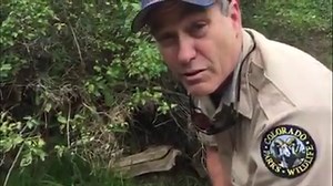 Update from the Animas River: Results from testing show that small fish in the Animas River near Durango survived the plume of mine waste that rolled down the river last week. The fish were placed in the river by our biologists before the plume reached Durango. These fish will be removed tomorrow. | Colorado Parks and Wildlife