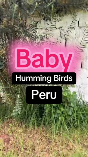 Descubriendo el Nido de un Colibrí: Magia de la Naturaleza